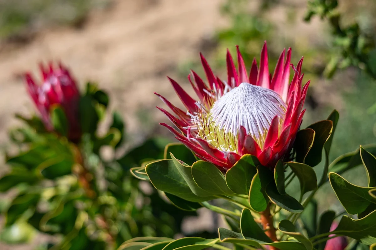 Close-up of a King Protea flower with vibrant pink petals and a white central cone, surrounded by lush green leaves, against a blurred natural background